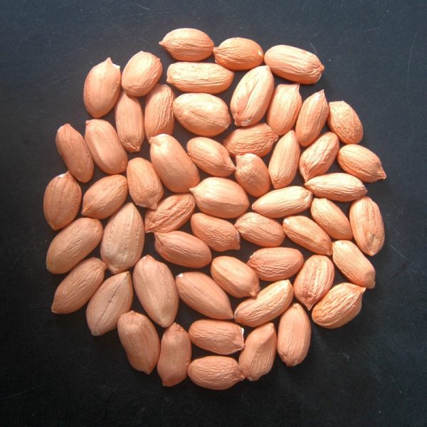 Groundnut Kernel - Image 3