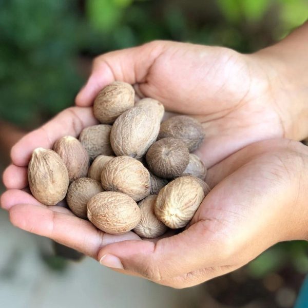 Nutmeg (Jaiphal) - Image 3