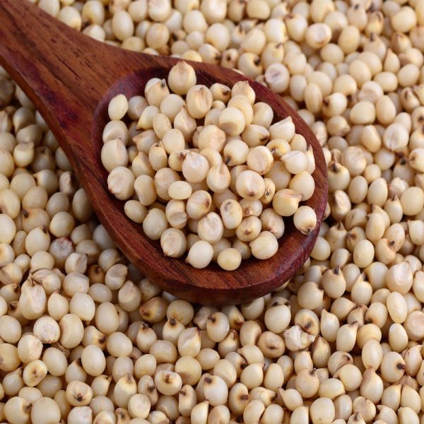 Sorghum Seeds - Image 3