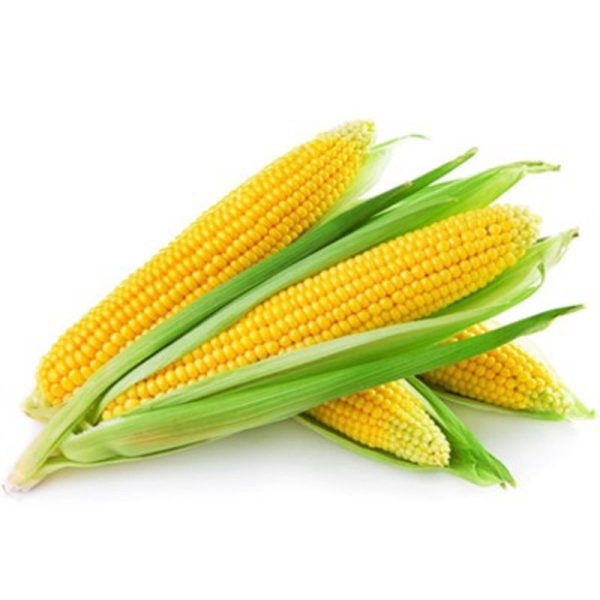 Maize - Image 4