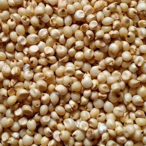 Sorghum Seeds - Image 4