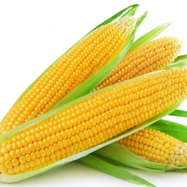 Maize - Image 3