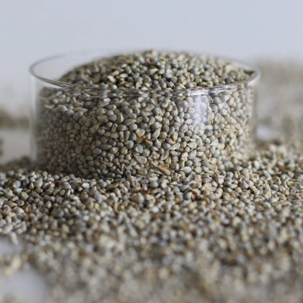 Millet (Bajra) - Image 3